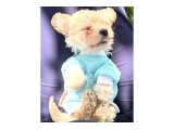2 AYLIK BİCHON FRİSE - Köpek