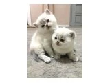 Minik yavrularımıza yuva arıyoruz - British Shorthair - İzmir