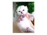REZERVEYE AÇIK YAVRULAR - British Shorthair - Ankara