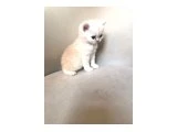 2 aylık 2 adet BRİTİSH yavru Kedilerimiz. - British Shorthair - Mersin