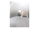 2 aylık 2 adet BRİTİSH yavru Kedilerimiz. - 2