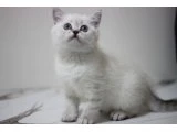British shorthair - 2