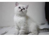 British shorthair - Ankara