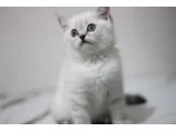 British shorthair - 3