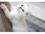 British shorthair - 4