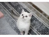 British shorthair - 5