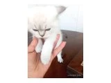 2.5 aylık British kedi sahiplendirmek istiyorum - 3