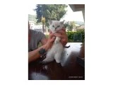 2.5 aylık British kedi sahiplendirmek istiyorum - British Shorthair