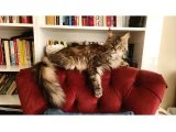 Maine coon kedilerim - Bursa