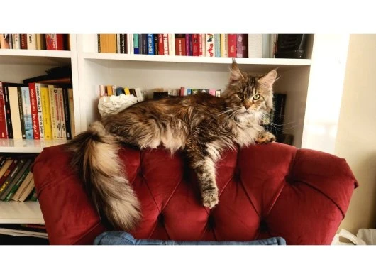 Maine coon kedilerim