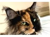 Maine coon kedilerim - 2