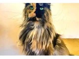 Maine coon kedilerim - 3