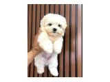 ORJİNAL MALTESE - Köpek