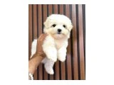 ORJİNAL MALTESE - 3