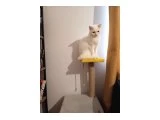 Kısırlaşmamış beyaz british ücretsiz - British Shorthair