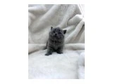 Efsane Güzellikte Ayıcık Suratlı Bebeklerimiz - 4