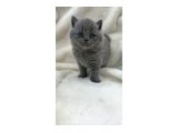 Efsane Güzellikte Ayıcık Suratlı Bebeklerimiz - 2