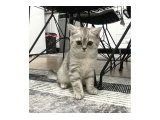 British short hair 3 aylık - British Shorthair