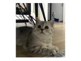 British short hair 3 aylık - 2