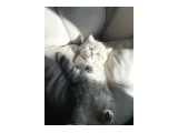 İkizler yeni yuvalarını arıyor - British Shorthair
