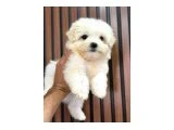 ORJİNAL MALTESE - 2