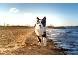 Sağlıklı safkan border collie yavrular - 2