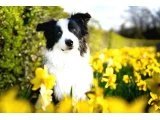 Sağlıklı safkan border collie yavrular - Köpek