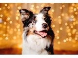 Sağlıklı safkan border collie yavrular - 3