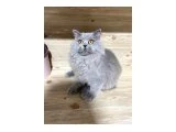 6 aylık british longhair - 1