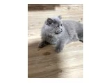 6 aylık british longhair - 2