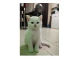 YAVRULARIMIZA YENİ YUVALARINI ARIYORUM. - British Shorthair - İzmir