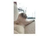 Ev kedisi Can dostu maşa - Scottish Fold - Muğla