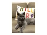 Acil Yuva Arıyorum - British Shorthair
