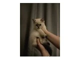 British Shorthair Yavrularımız - 3