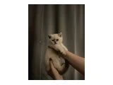 British Shorthair Yavrularımız - 2