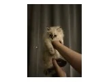 British Shorthair Yavrularımız