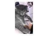 Evde doğan scottish bebek - Scottish Fold