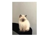 british shorthair blue point erkek yavru , sahiplendirilecektir. Yer Yalova - 2