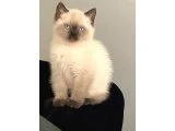 british shorthair blue point erkek yavru , sahiplendirilecektir. Yer Yalova