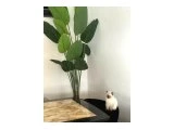 british shorthair blue point erkek yavru , sahiplendirilecektir. Yer Yalova - 3