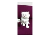 Yeni yuvamıza gitmeye hazırız - British Shorthair - Bursa