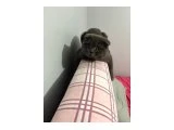 Scootish fold ücretsiz - Scottish Fold - Ankara