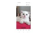 3 AYLIK LUNA - Scottish Fold - Aydın