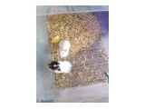 Ele alışık yavru verecek yaşagelmiş 3aylık hamsterler - Kemirgen