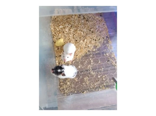 Ele alışık yavru verecek yaşagelmiş 3aylık hamsterler