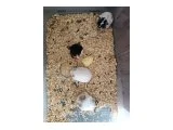 Ele alışık yavru verecek yaşagelmiş 3aylık hamsterler - 2