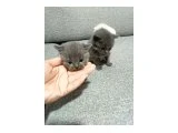 British shorter yavru 2 adet 1.5 aylık - British Shorthair