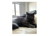 Kedimiz acil yuvalandırılmak için bekliyor - British Shorthair