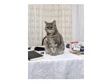 kedimize yuva arıyoruz - British Shorthair