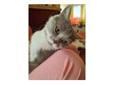 MİNİK BETAMIZ YENİ YUVASINI ARIYOR - British Shorthair - Bursa
